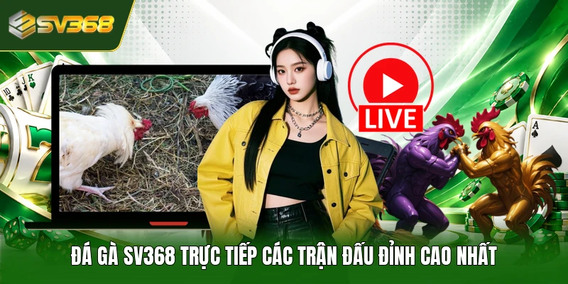 Đá gà SV368 trực tiếp các trận đấu đỉnh cao nhất